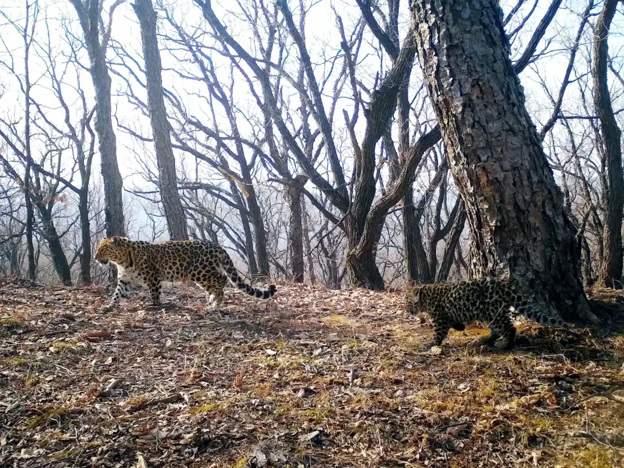 The sweetest - Series Far Eastern leopard, Far Eastern leopard, Young, Leopard, National park, Land of the Leopard, Primorsky Krai, wildlife, Predatory animals, Phototrap, Wild animals, Cat family, Big cats, MAX messenger (link), Longpost