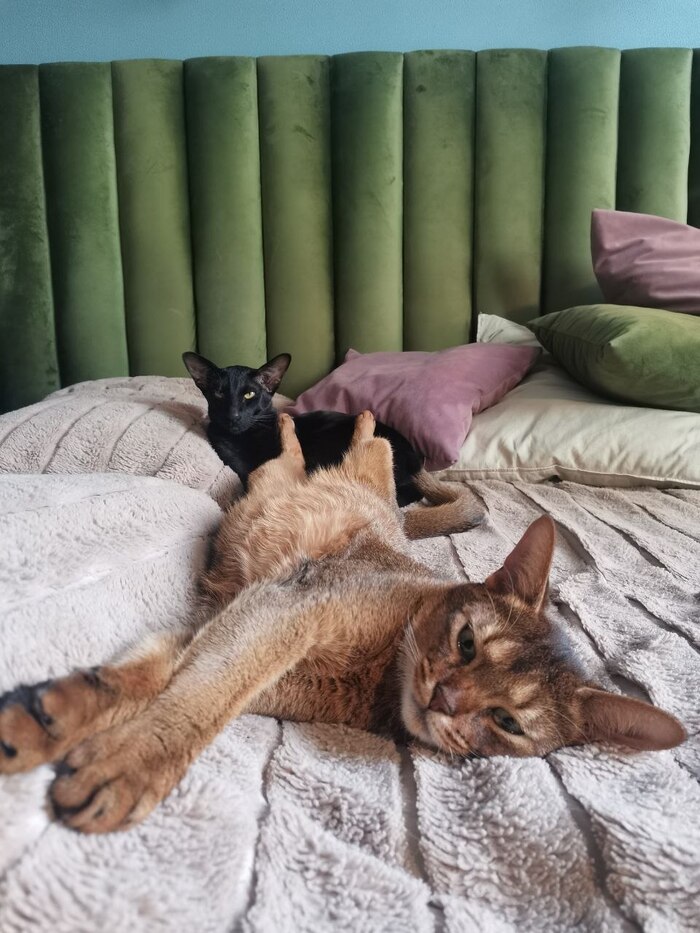 Им!