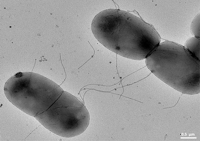 F-pilus, the ultimate bacterial sex machine (название какой-то серьёзной статьи, откуда я взял картинку)