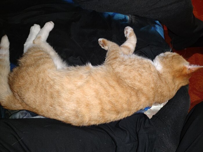 Кот