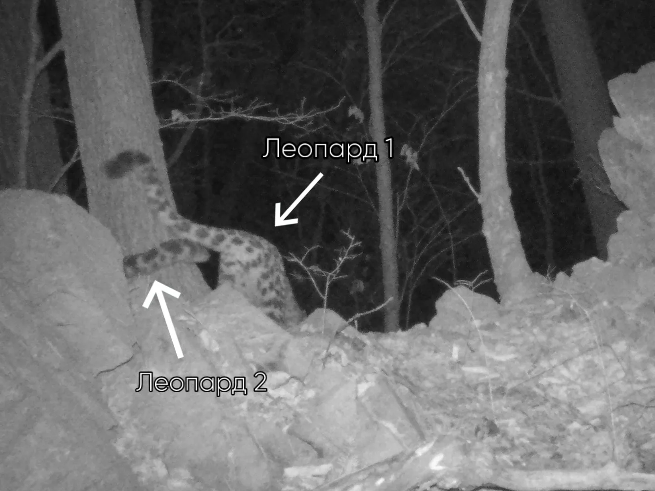 Everything new is well forgotten old - Series Far Eastern leopard, Far Eastern leopard, wildlife, Wild animals, Leopard, Predatory animals, Ussuri Reserve, Primorsky Krai, Big cats, Cat family, Mating season, Longpost