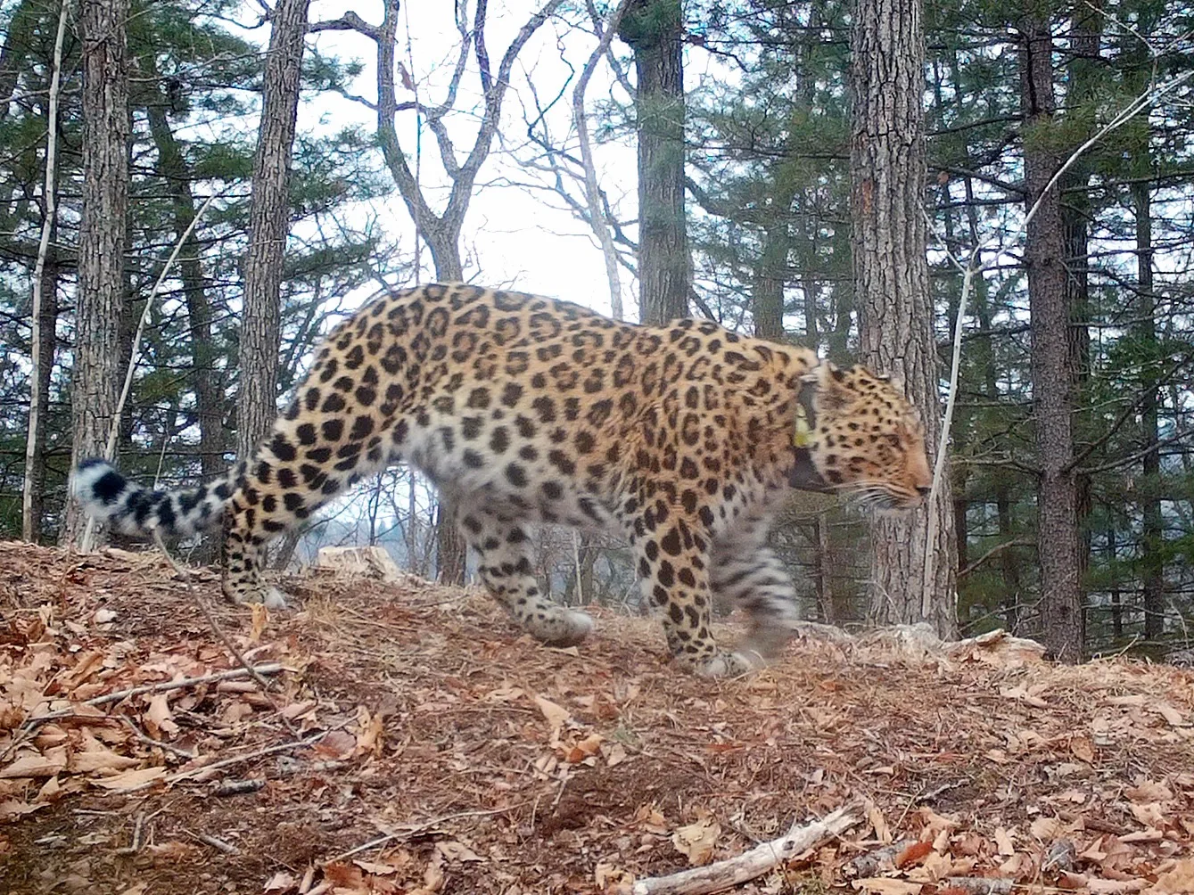 Everything new is well forgotten old - Series Far Eastern leopard, Far Eastern leopard, wildlife, Wild animals, Leopard, Predatory animals, Ussuri Reserve, Primorsky Krai, Big cats, Cat family, Mating season, Longpost