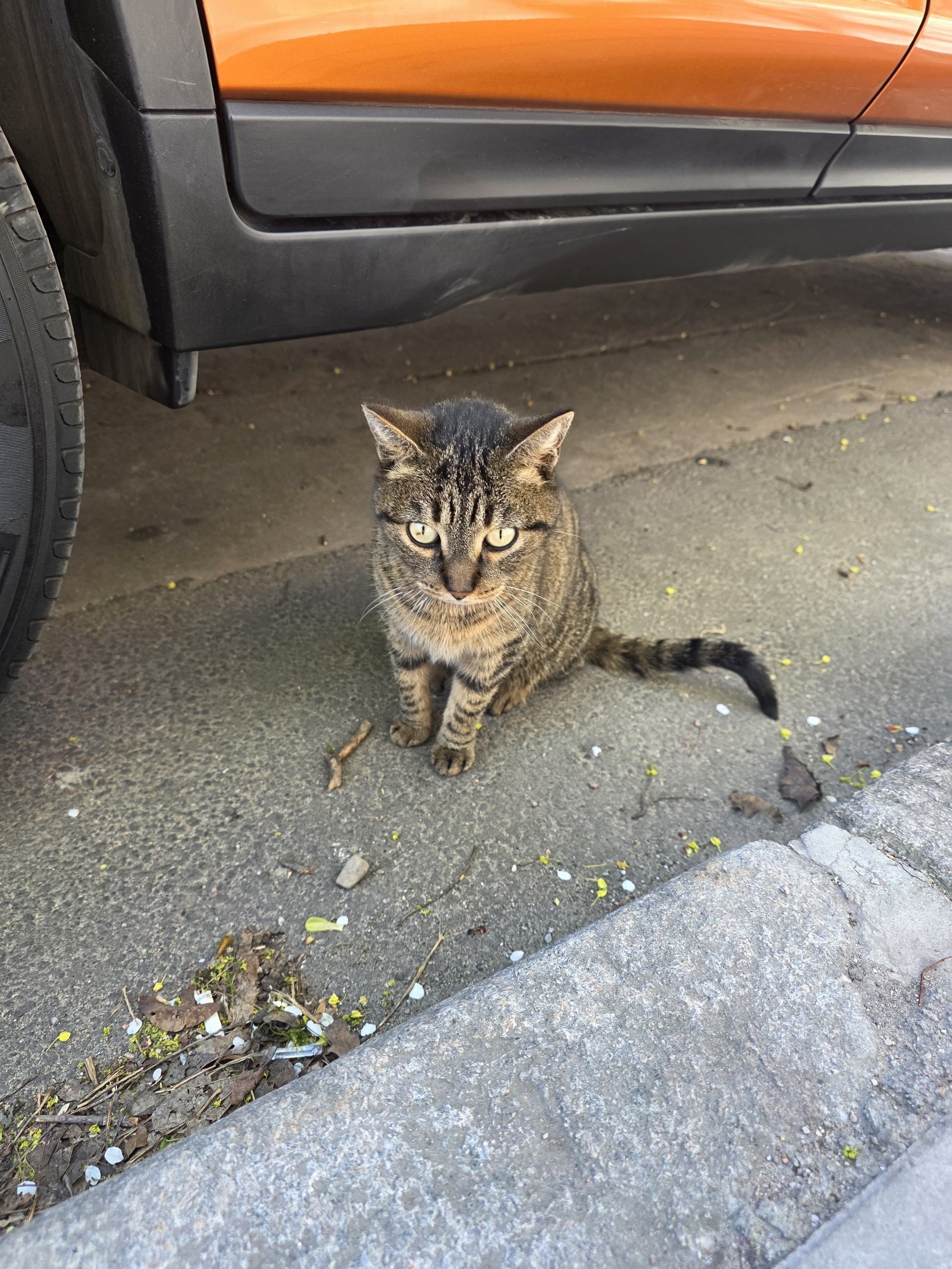 Uprt - Series Animals, My, Street photography, The photo, City walk, cat, Animals, Kaliningrad region, Kaliningrad, Longpost
