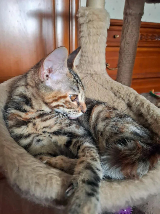 The most wonderful kittens are looking for a home. - In good hands, Moscow, Moscow region, cat, Kittens, Bengal cat, Maine Coon, Tricolor cat, No rating, Longpost
