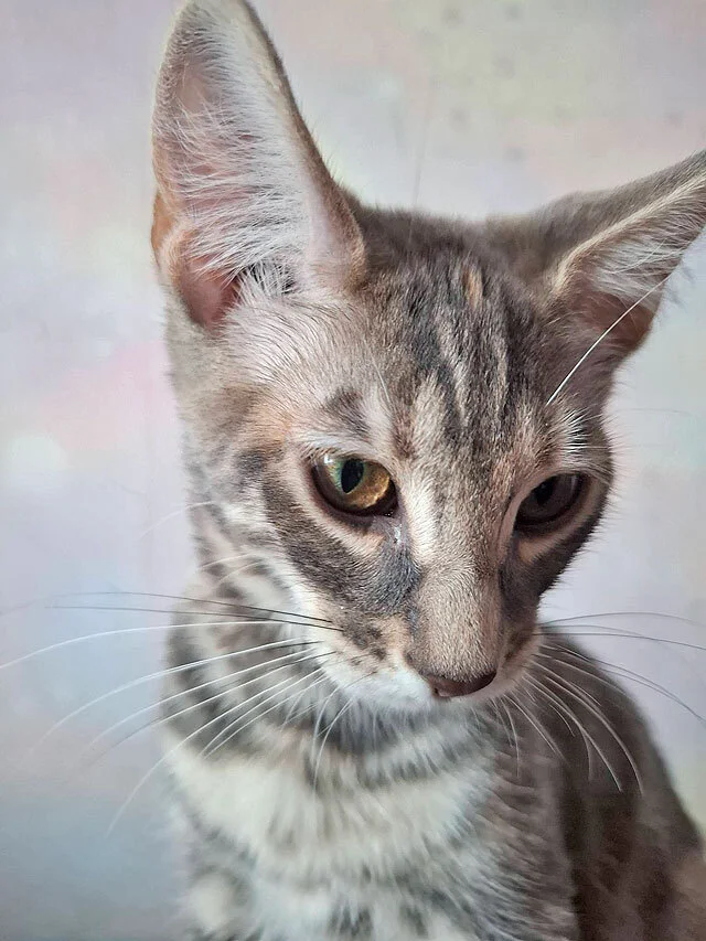 The most wonderful kittens are looking for a home. - In good hands, Moscow, Moscow region, cat, Kittens, Bengal cat, Maine Coon, Tricolor cat, No rating, Longpost