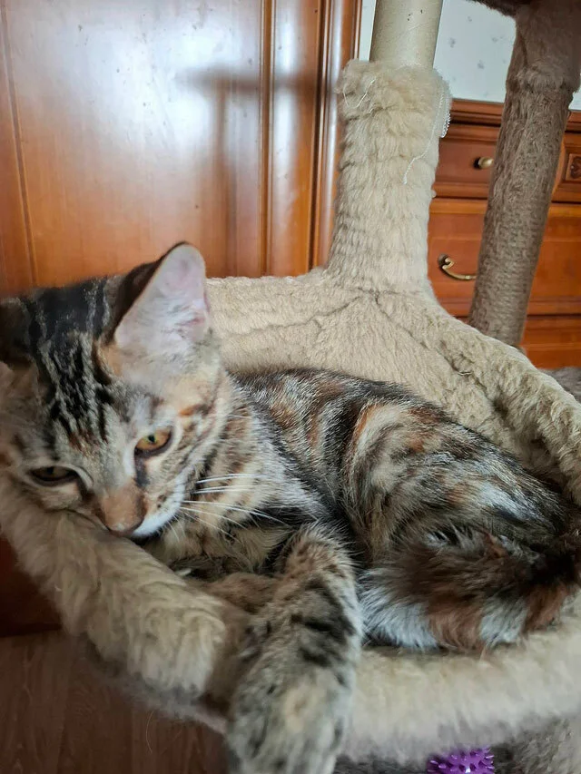 The most wonderful kittens are looking for a home. - In good hands, Moscow, Moscow region, cat, Kittens, Bengal cat, Maine Coon, Tricolor cat, No rating, Longpost