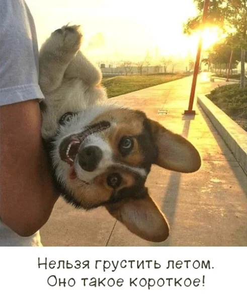But he's right, the dog!! - Humor, Summer, Morning, Corgi, Happiness, Dog