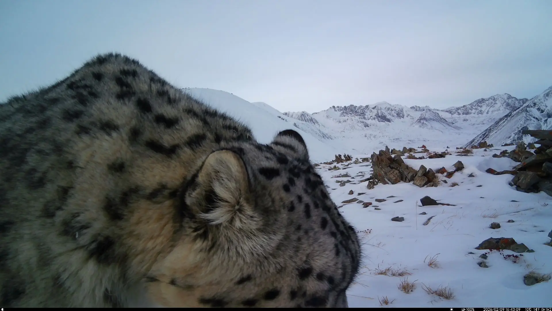 There is no limit to perfection - Series Snow Leopard, Snow Leopard, Chikhachev Ridge, Altai Mountains, wildlife, Predatory animals, Wild animals, Cat family, Big cats, Phototrap, Satyr, MAX messenger (link), Longpost