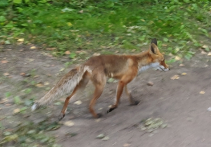 Нежданчик
