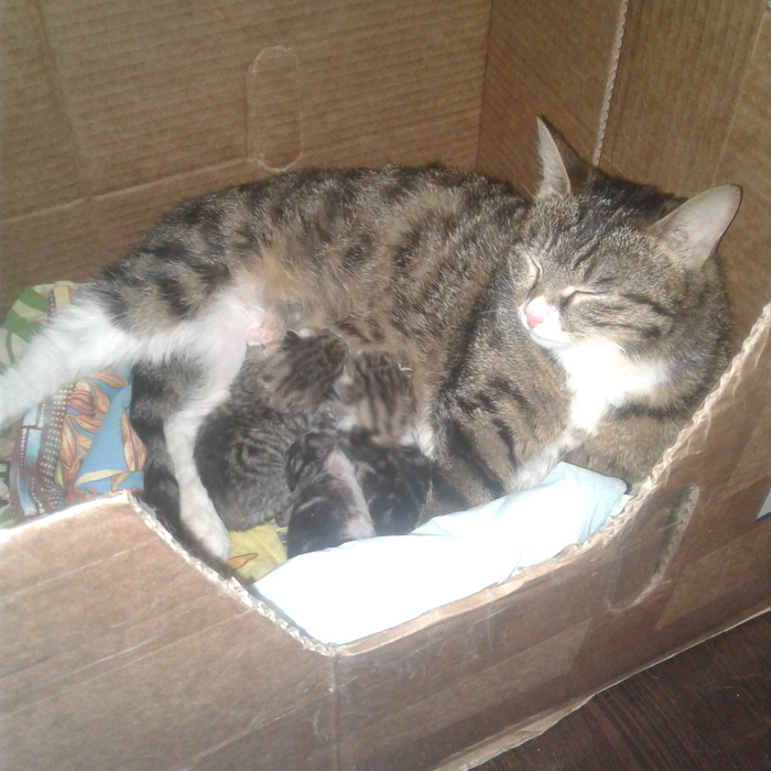 КОТЯТА ТОЛЬКО РОДИЛИСЬ