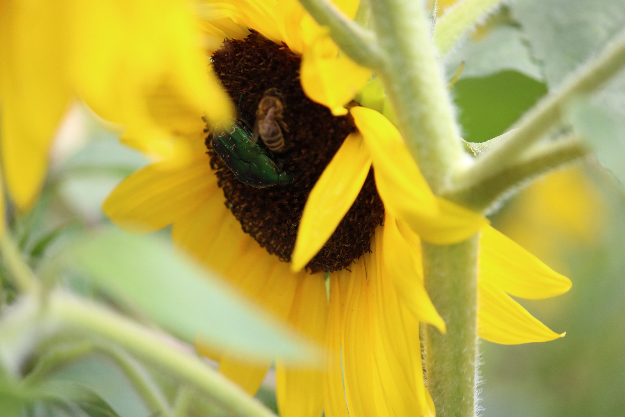 Sunny flowers - My, The photo, Lily, Sunflower, Butterfly, Bees