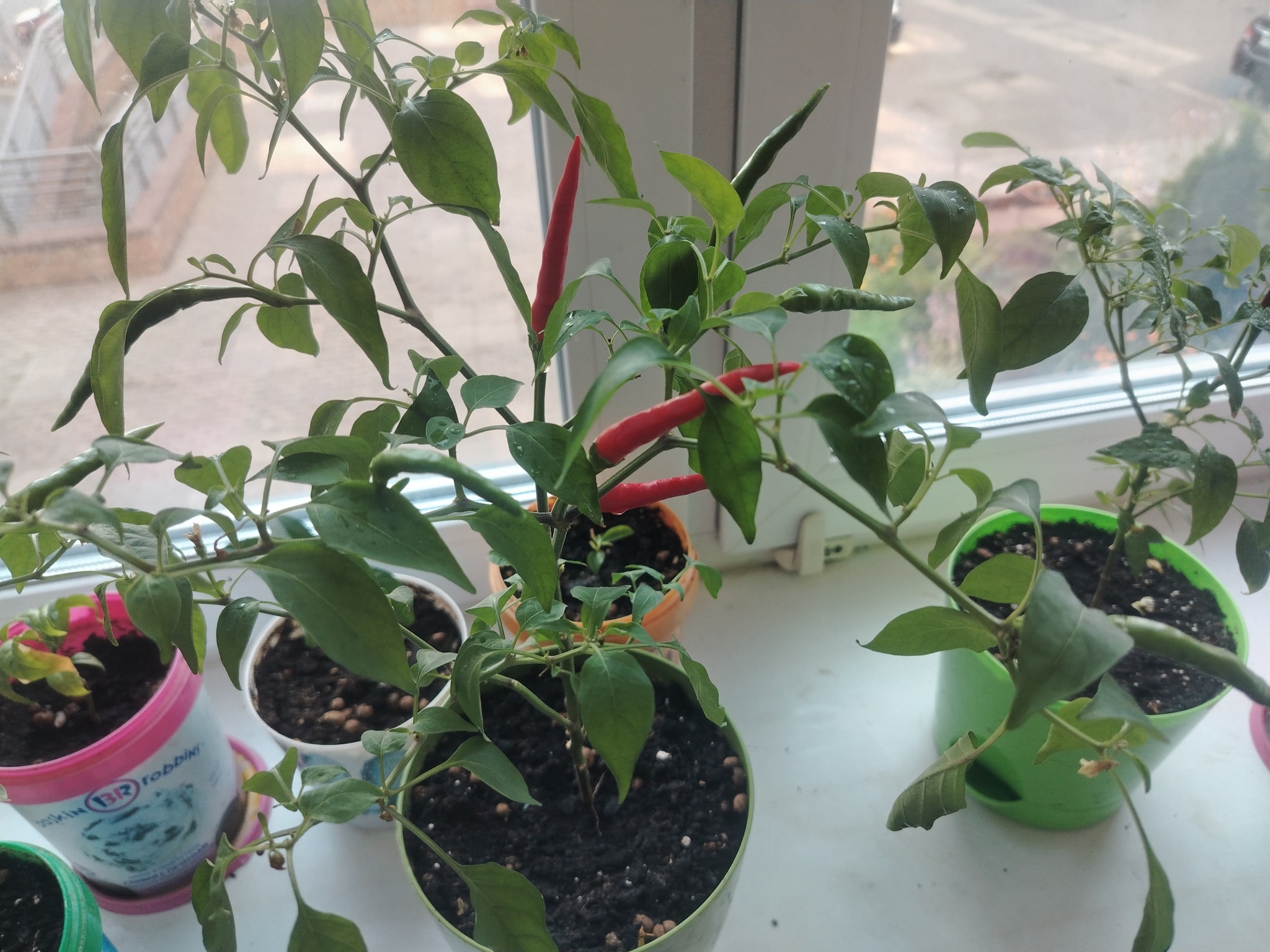 Join the ranks of capsaicin eaters! - My, Pepper farming, Humor, Longpost