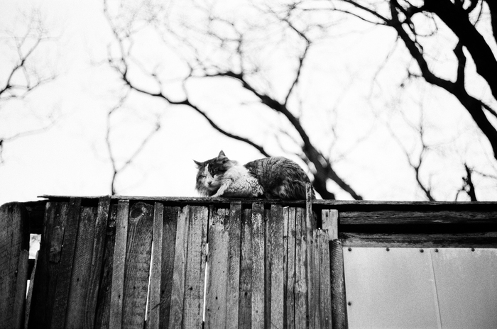 Котик