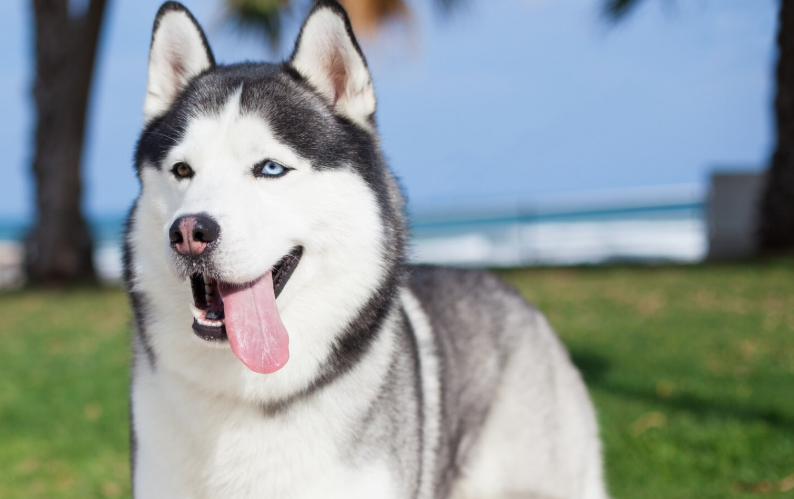 You'll never get bored with me - 7 dog breeds that will keep you entertained at home - My, Dog, A selection, Pug, Corgi, French Bulldog, Golden retriever, Beagle, Welsh corgi pembroke, Jack Russell Terrier, Husky, Dog breeds, Longpost, Series Dog Collections