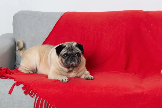 You'll never get bored with me - 7 dog breeds that will keep you entertained at home - My, Dog, A selection, Pug, Corgi, French Bulldog, Golden retriever, Beagle, Welsh corgi pembroke, Jack Russell Terrier, Husky, Dog breeds, Longpost, Series Dog Collections