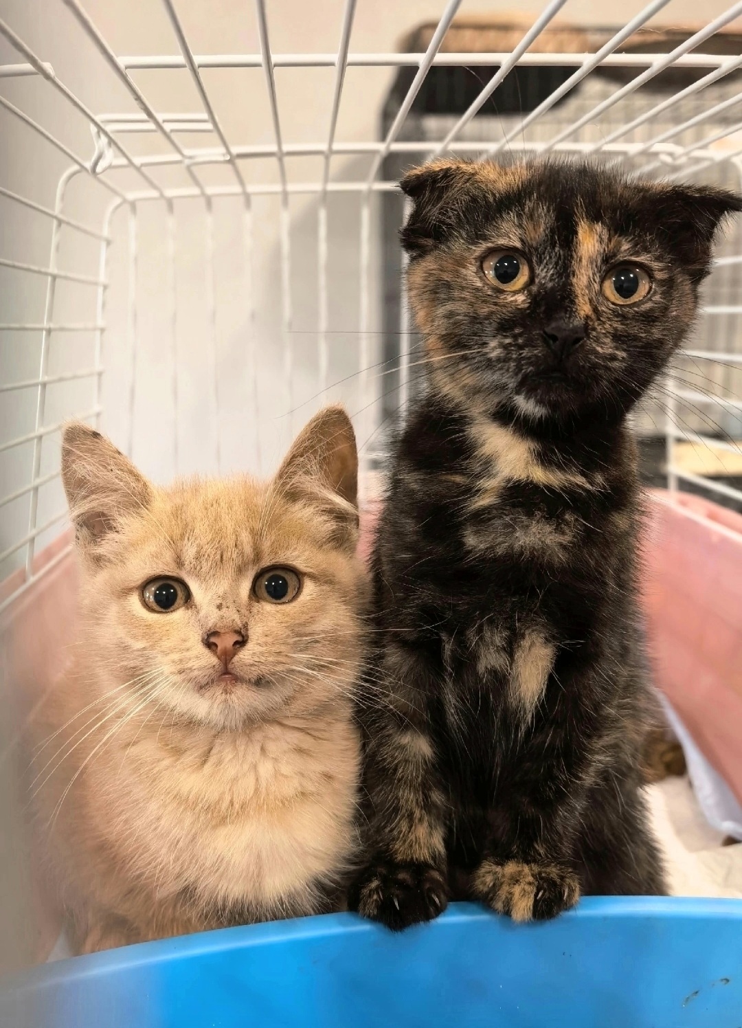 Kittens from the Bolkhovskoye bus stop are looking for a home. They are located in the Lipetsk region. Delivery is available throughout Russia. - My, In good hands, Kittens, Lipetsk, Voronezh, Moscow, Saint Petersburg, Animal Rescue, Good league, Video, Vertical video, Short videos, Longpost