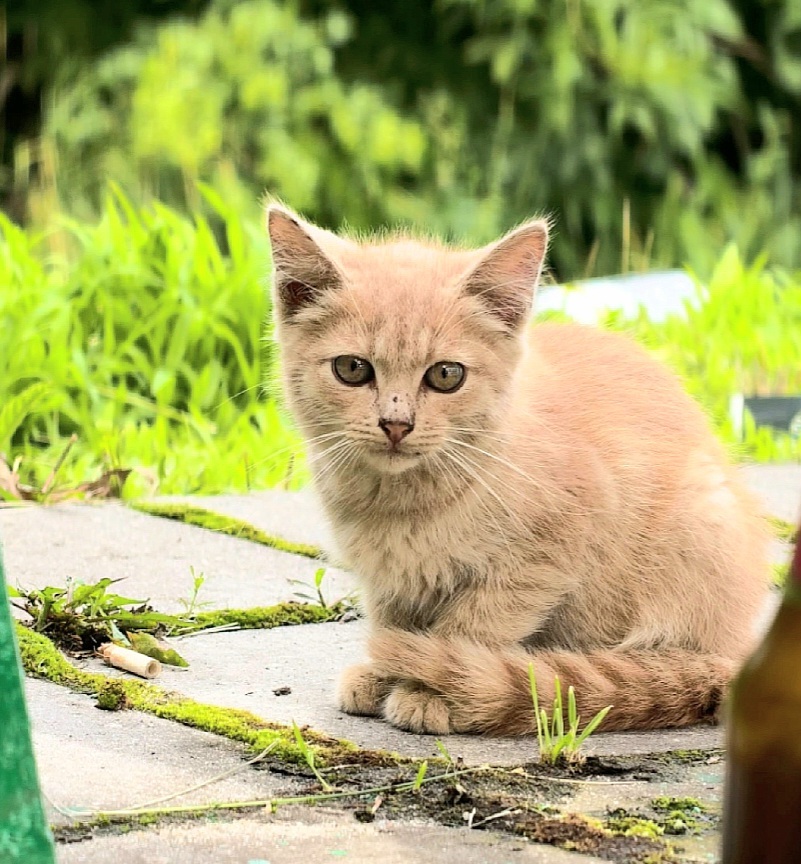 Kittens from the Bolkhovskoye bus stop are looking for a home. They are located in the Lipetsk region. Delivery is available throughout Russia. - My, In good hands, Kittens, Lipetsk, Voronezh, Moscow, Saint Petersburg, Animal Rescue, Good league, Video, Vertical video, Short videos, Longpost