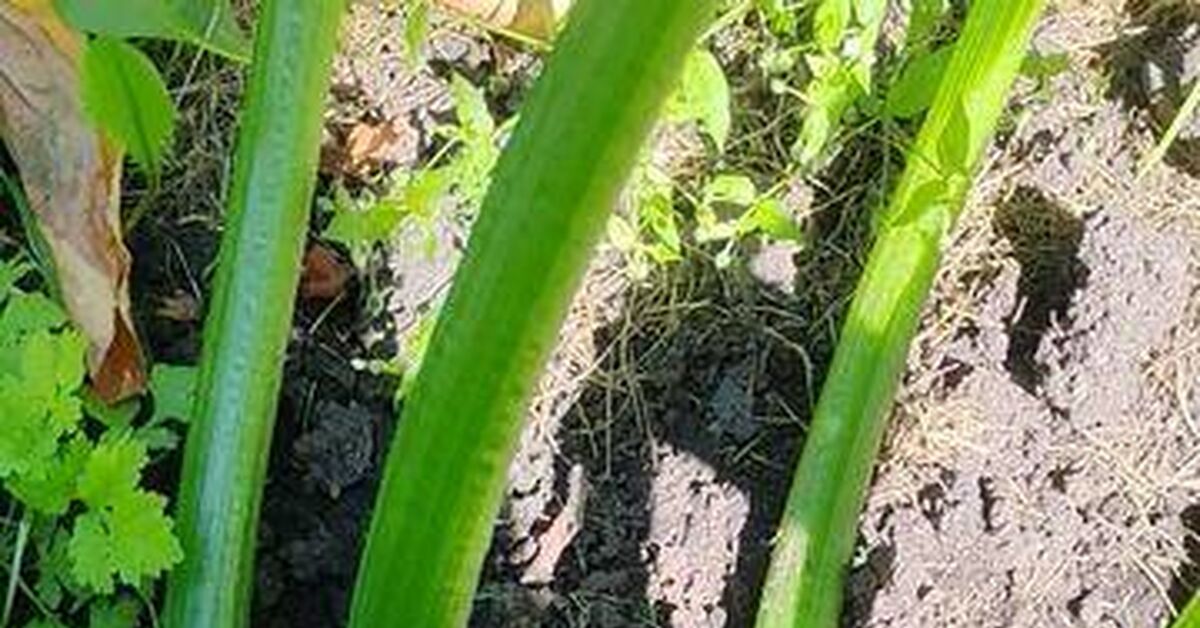 Zucchini Dasha (Dawa F1). 07/26/2026 - My, Garden, Dacha, Harvest, Video, Rutube, Short videos, Longpost