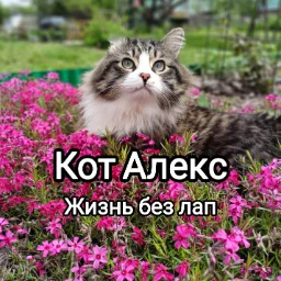 CATALEXFM