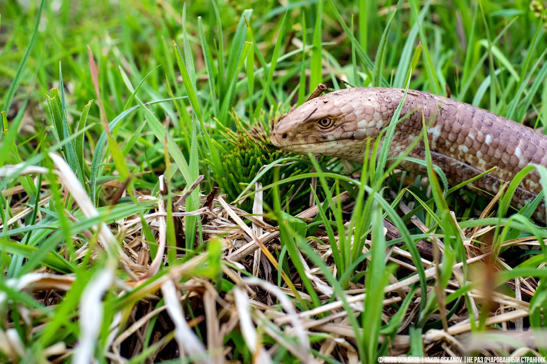 Yellowbelly or yellowbelly? Which is correct? - Series Cognitive, My, In the animal world, Rare view, Animals, Biology, Reptiles, Snake, Lizard, Longpost, Yellow-bellied