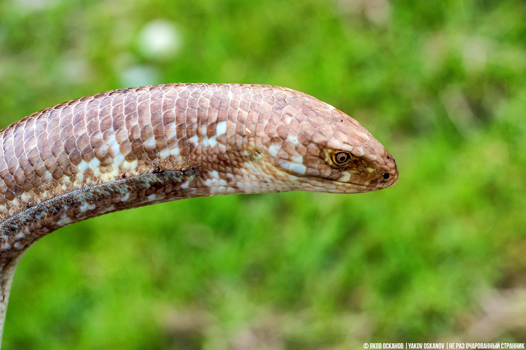 Yellowbelly or yellowbelly? Which is correct? - Series Cognitive, My, In the animal world, Rare view, Animals, Biology, Reptiles, Snake, Lizard, Longpost, Yellow-bellied
