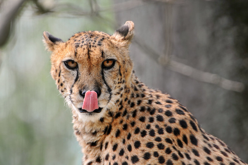 Snow leopards are perfect, but perfection can be their undoing. - Series Snow Leopard, Snow Leopard, Perfection, Survival, Research, Scientists, Wild animals, Rare view, Cat family, Predatory animals, Danger, Big cats, Climate change, Yandex Zen (link), Longpost