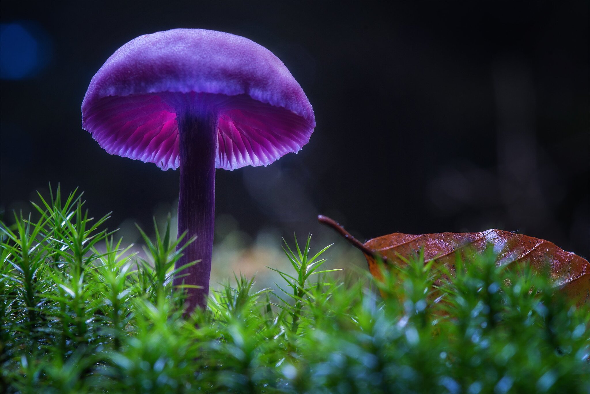 Amethyst varnish. Is it safe to eat? Why is it called the amethyst deceiver? - Series Cognitive, My, Biology, Rare view, Mushrooms, Longpost