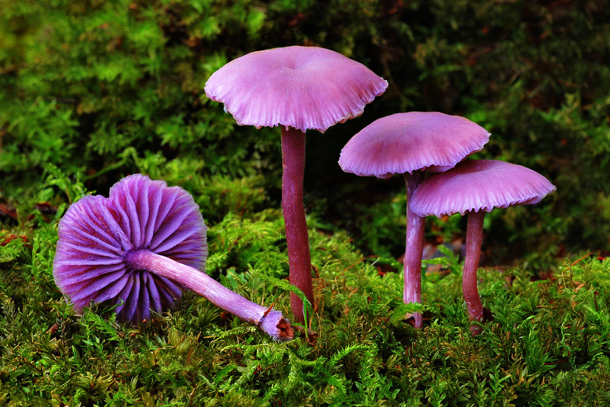 Amethyst varnish. Is it safe to eat? Why is it called the amethyst deceiver? - Series Cognitive, My, Biology, Rare view, Mushrooms, Longpost