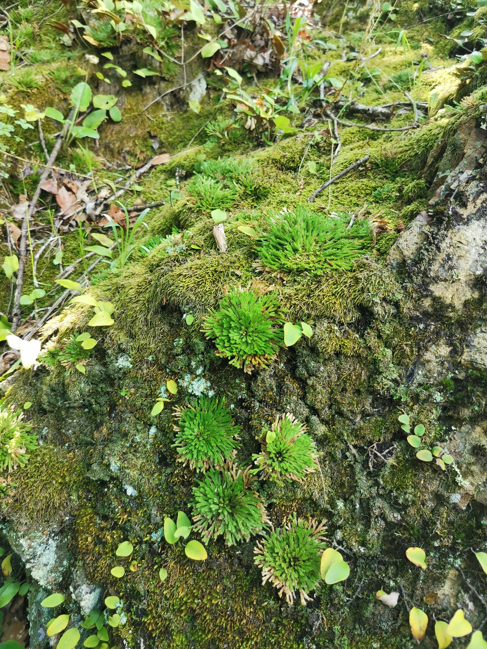 Club moss (Selaginella tamariscina) - My, Entertaining botany, The mountains