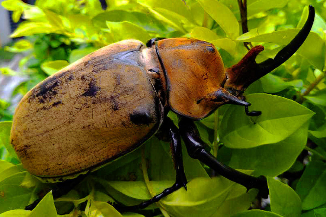 Elephant Beetle: A Rhinoceros at its Max - Series Cognitive, My, Rare view, In the animal world, Animals, Biology, Insects, Жуки, Longpost
