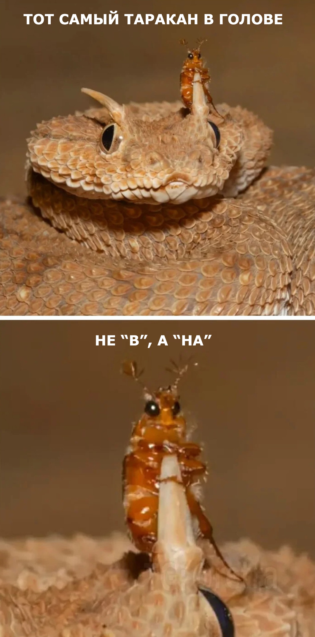 Response to the post Viper and Beetle - Wild animals, Жуки, Vipers, Desert, The photo, Reply to post