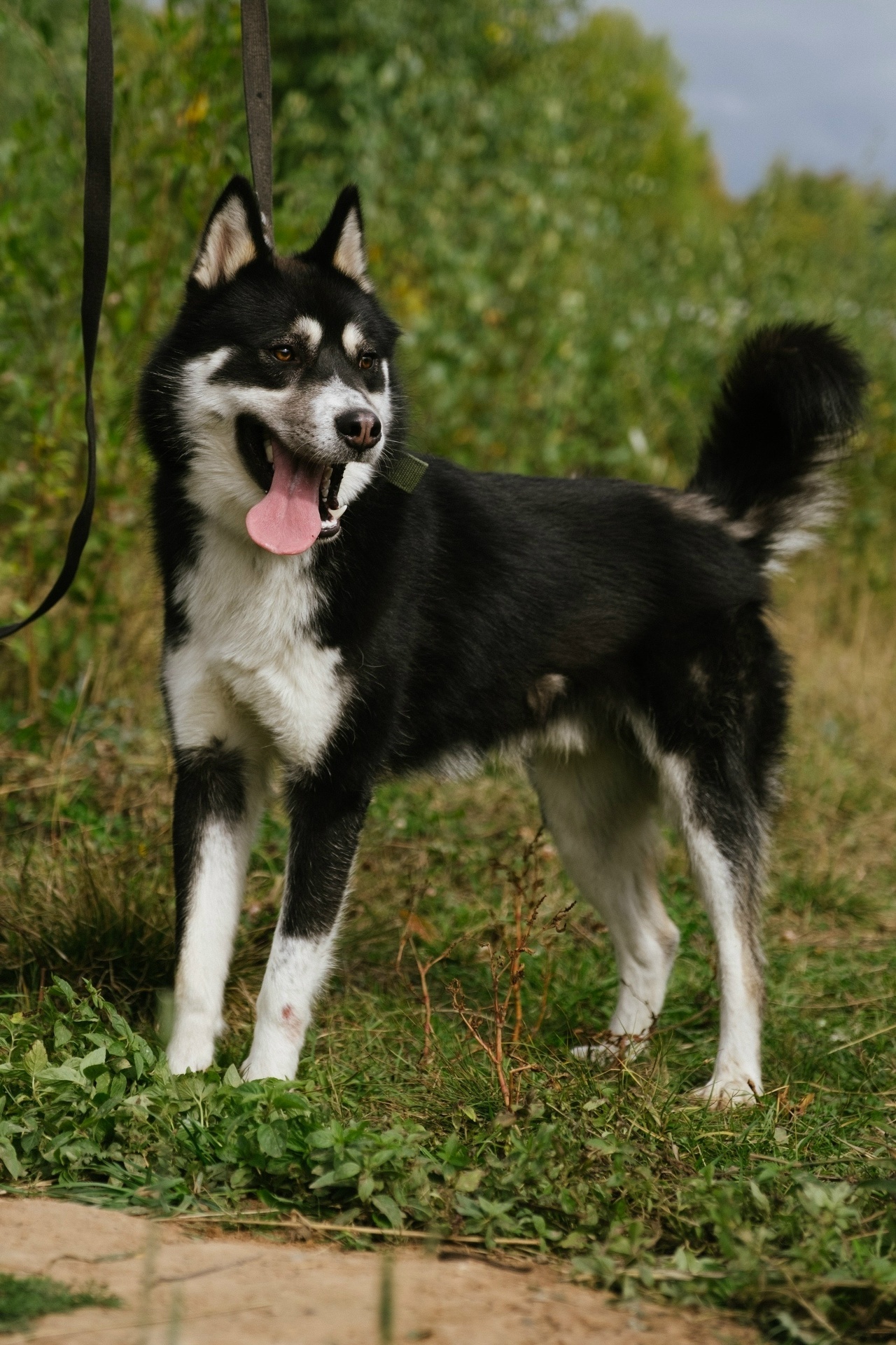Batman Try Not to Fall in Love! - Series MP Perm trapping
, Overexposure, Shelter, Kindness, Volunteering, Dog, Dog lovers, Video, Vertical video, Short videos, Longpost