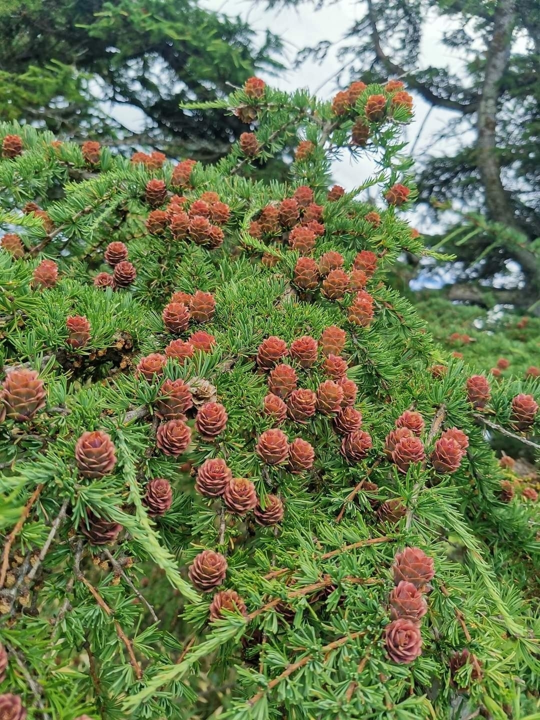 Cajander larch (Larix cajanderi) - My, The mountains, Botany