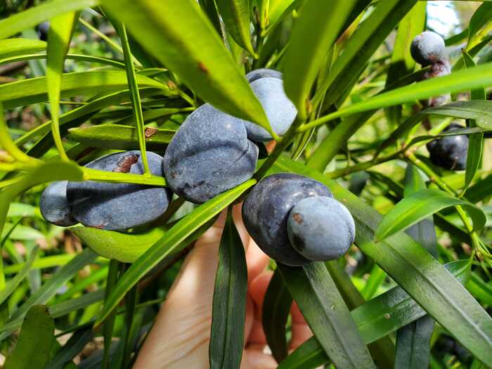 ������������� ������������ �������� (Podocarpus elatus). ���� � ����� <!--noindex--><a href="https://pikabu.ru/story/marmeladnoe_derevo_14204690?u=http%3A%2F%2Fsubstackcdn.com&t=substackcdn.com&h=b8562f388849d00a77999d533fa1219fda14ded4" title="http://substackcdn.com" target="_blank" rel="nofollow noopener">substackcdn.com</a><!--/noindex-->