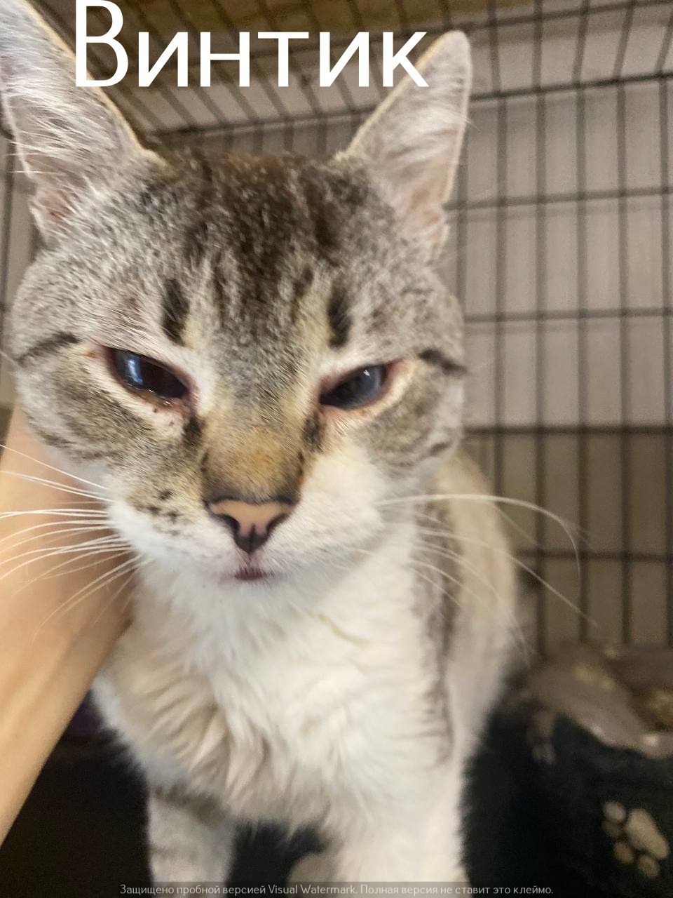 Life at the Kotoland Home Shelter 556 - My, Good league, In good hands, cat, Shelter, Lipetsk, Kindness, Shelter Cotoland, Longpost