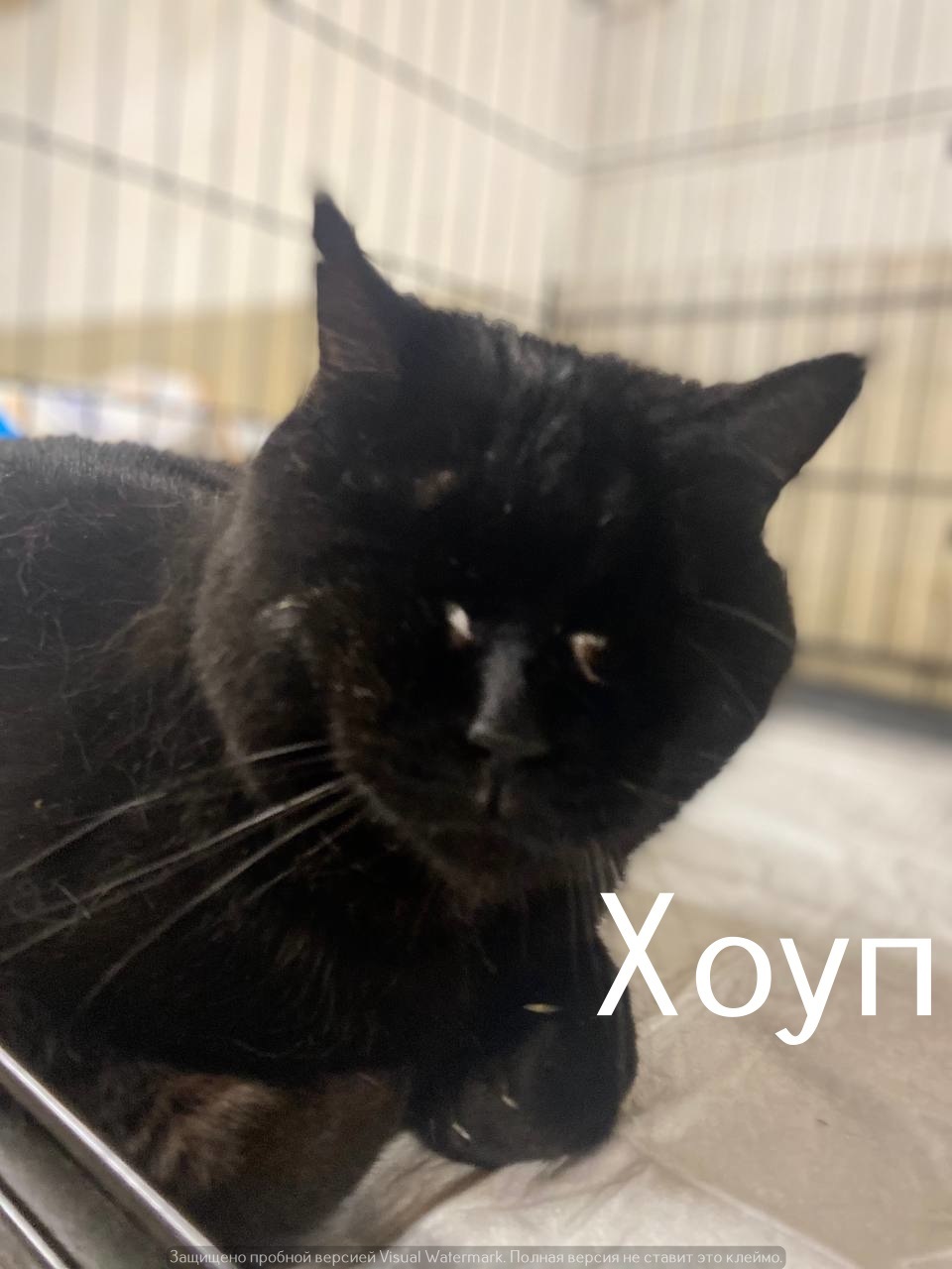 Life at the Kotoland Home Shelter 556 - My, Good league, In good hands, cat, Shelter, Lipetsk, Kindness, Shelter Cotoland, Longpost