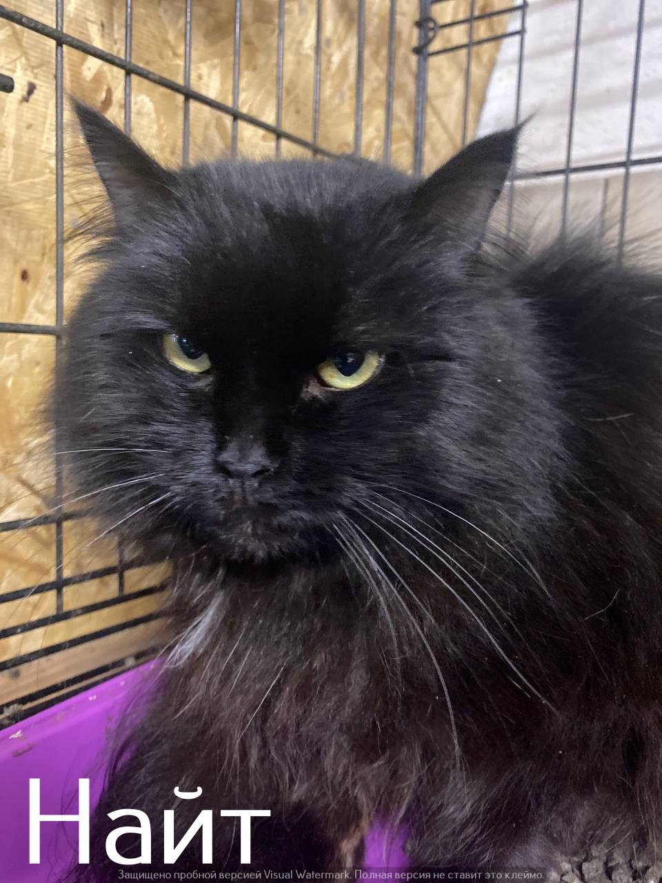 Life at the Kotoland Home Shelter 556 - My, Good league, In good hands, cat, Shelter, Lipetsk, Kindness, Shelter Cotoland, Longpost