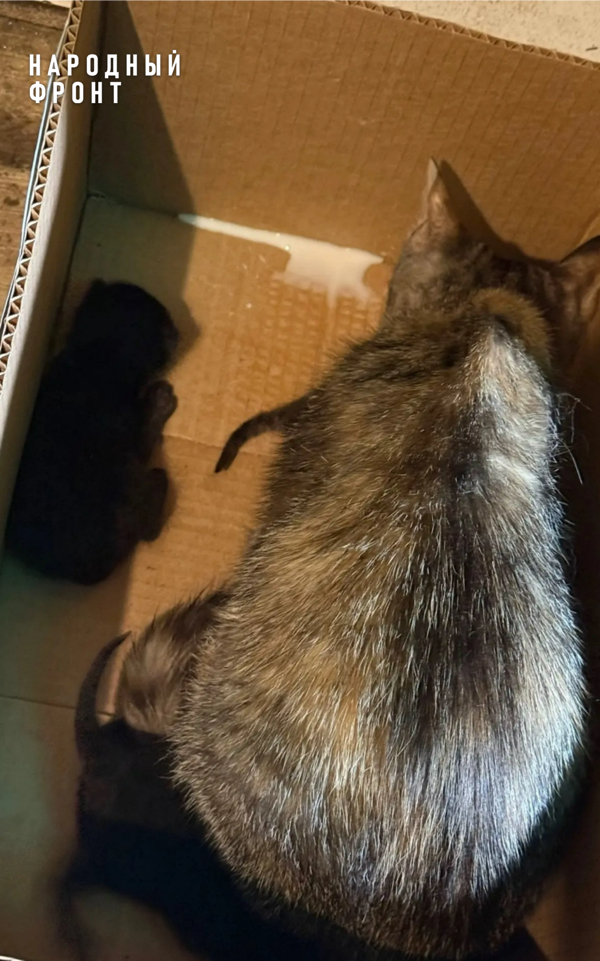 Our guys at the front have a four-legged reinforcement - My, The rescue, Front, Fighters, Heroes, Kittens, Longpost, cat