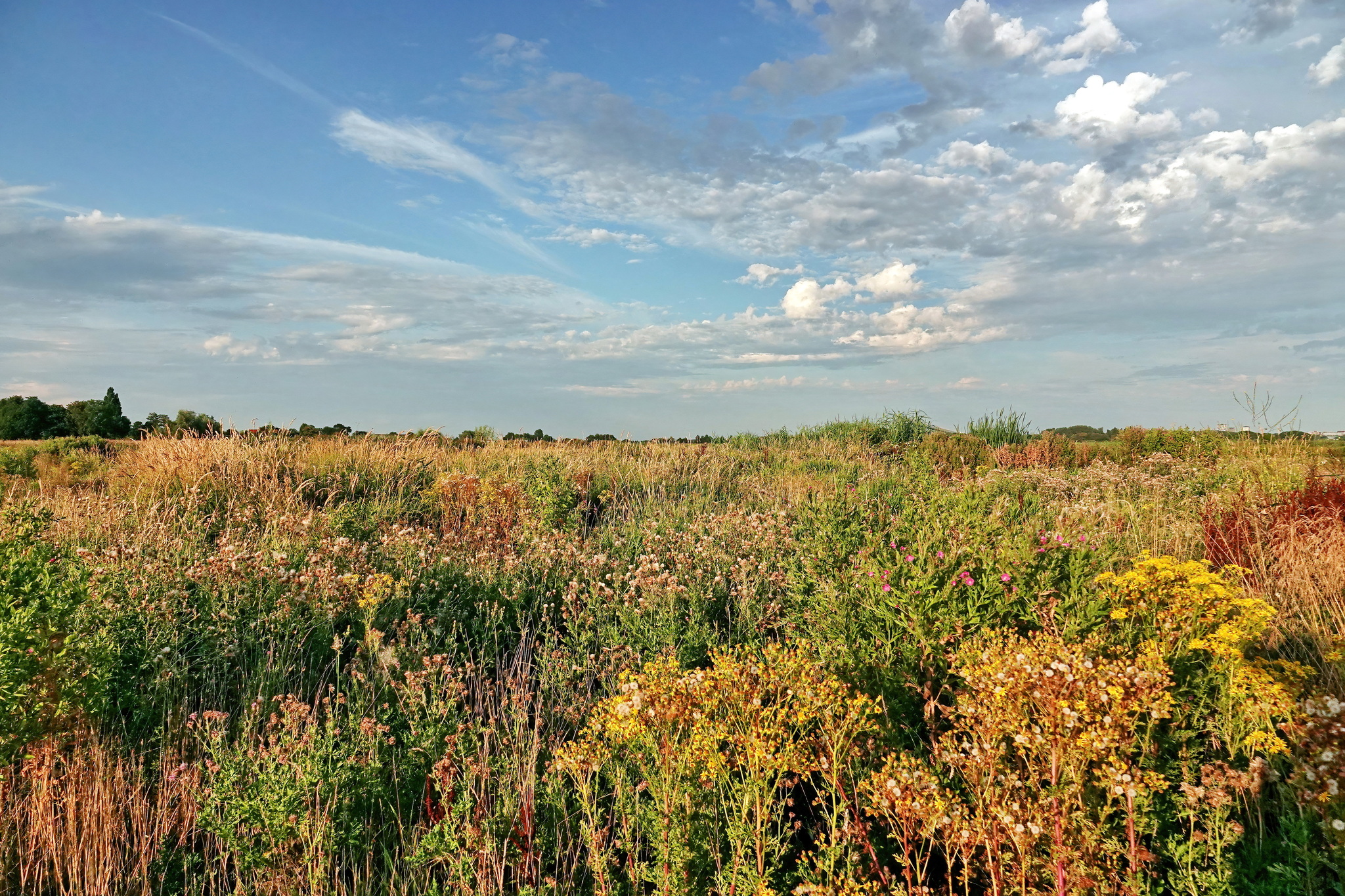 End of July - My, Netherlands (Holland), The photo, Nature, July