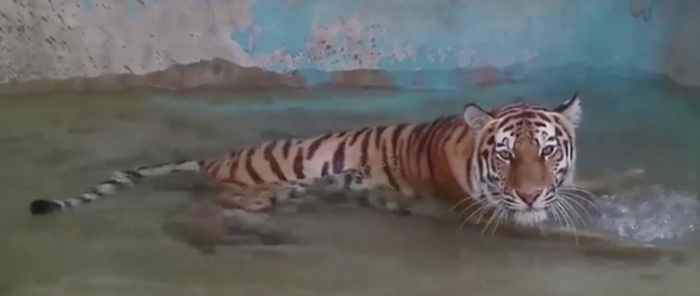 Тигрица Тесс. Фото: Кадр видео