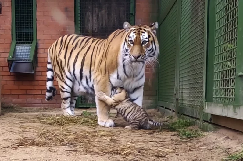 Striped Fate: Admire the Tigers of Moscow - My, Moscow Zoo, Tiger, Tiger Day, Longpost, Amur tiger, Tiger cubs, Cat family, International day, Video, Video VK
