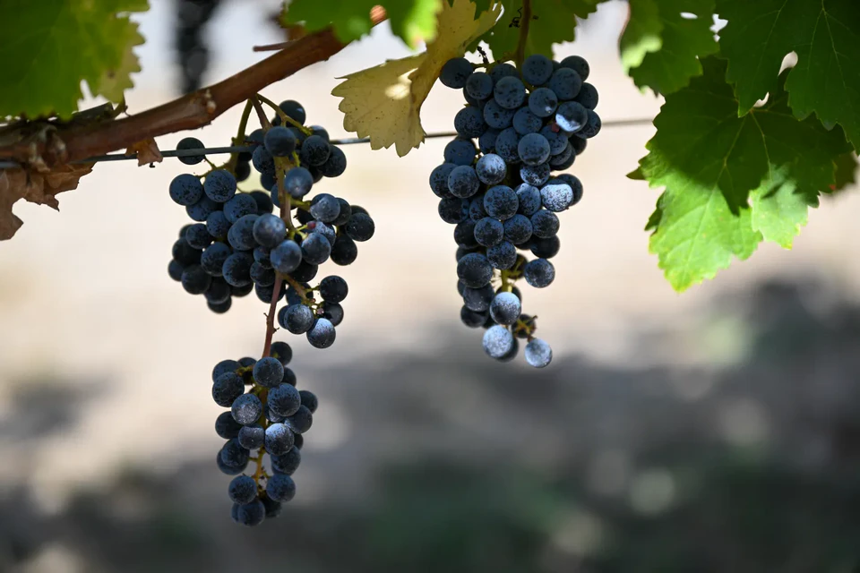 Blouge: A New Wine Trend That's Actually Years Old - My, Beverages, Article, Wine, Alcohol, Longpost