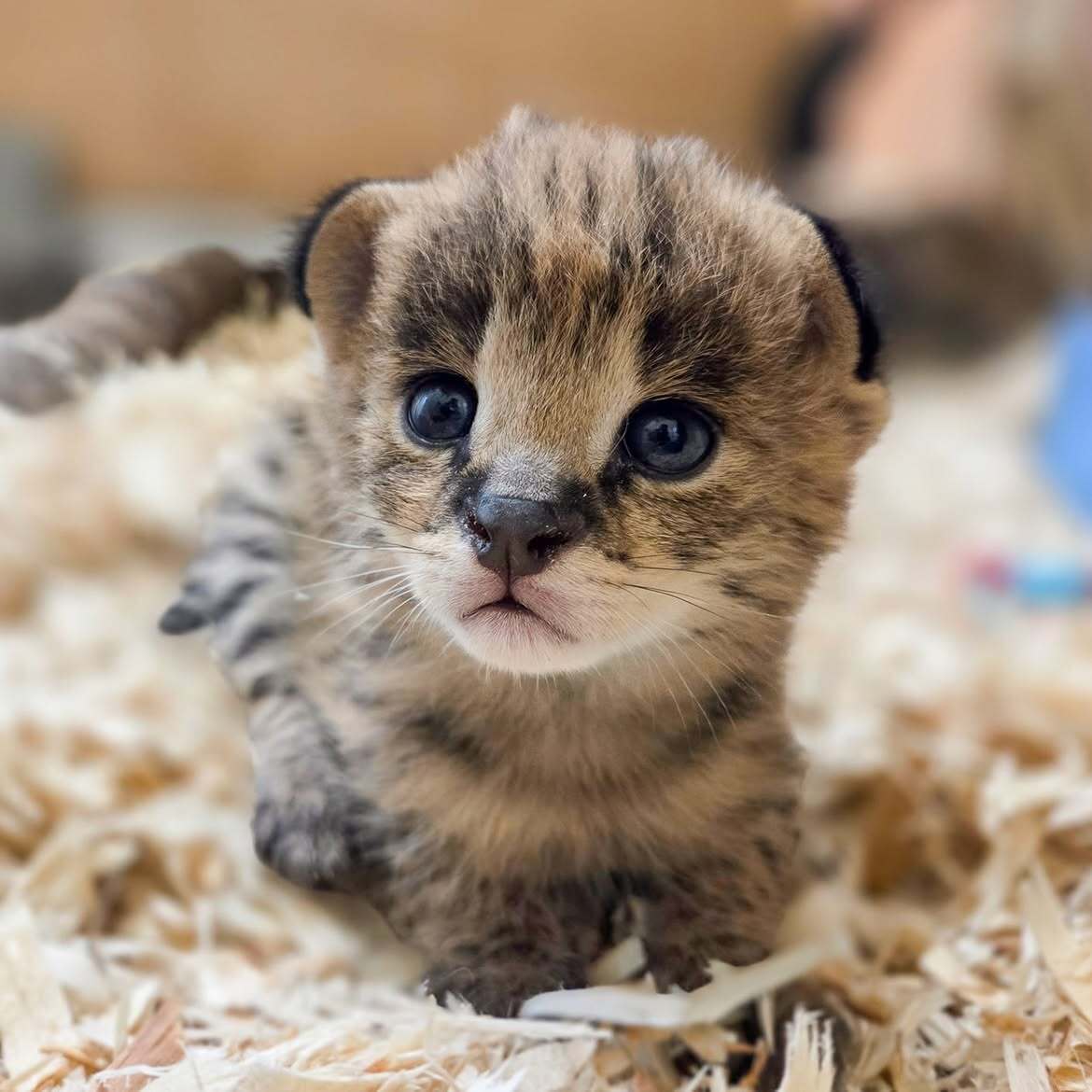 Meet David Attenborough, Rachel Carson, and Jane Goodall - Series Servals, Young, Serval, Small cats, Cat family, Predatory animals, Wild animals, Zoo, The photo, Video, Vertical video, Short videos, Longpost