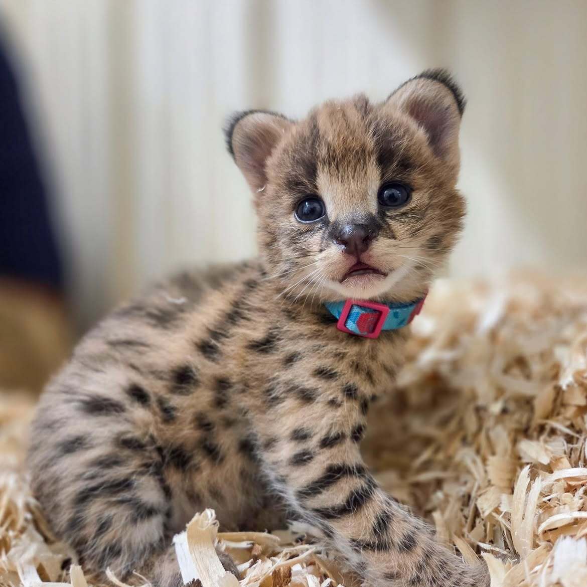 Meet David Attenborough, Rachel Carson, and Jane Goodall - Series Servals, Young, Serval, Small cats, Cat family, Predatory animals, Wild animals, Zoo, The photo, Video, Vertical video, Short videos, Longpost