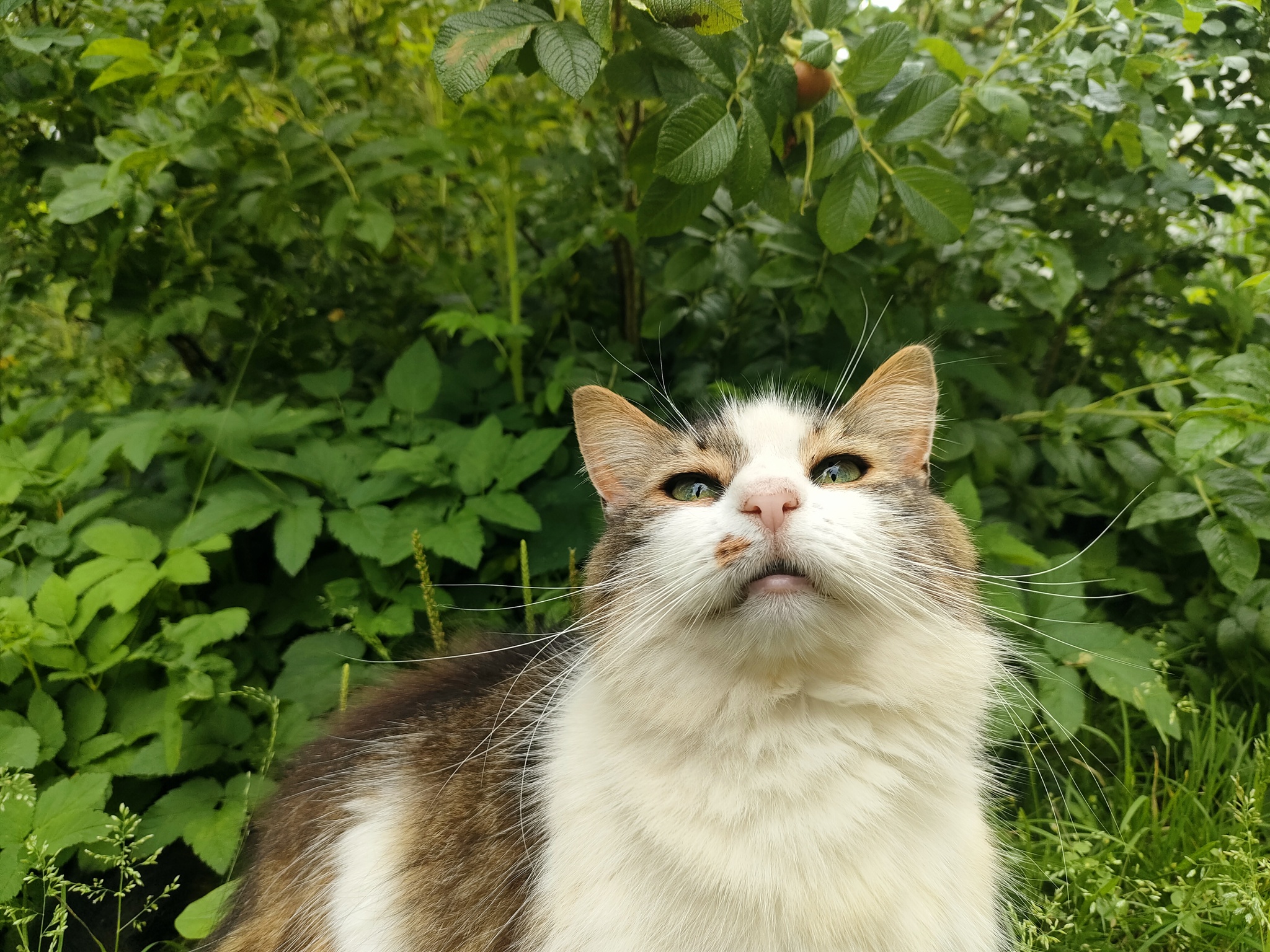 A photo series titled Mushka the Cat and Her Fluffiness. July Suburban Vibe - My, Animals, cat, Milota, Homeless animals, Memes, Meow, Fat cats, Purring, Funny animals, Lick, Volunteering, beauty, Helping animals, Cat family