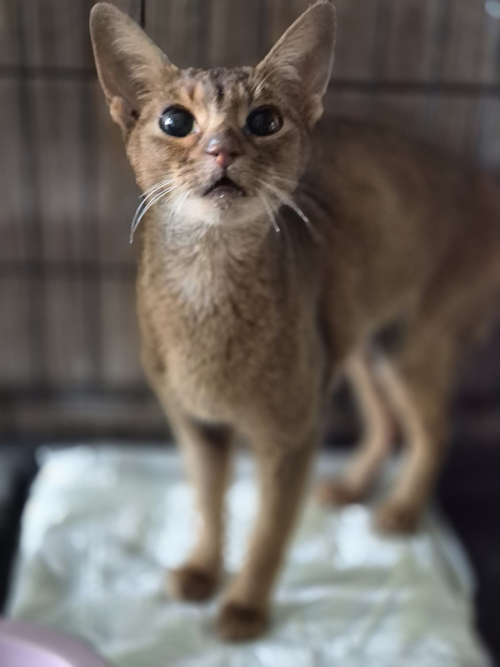 SOME NEWS about ABI - Series ABYSSINA Abi, My, Animal Rescue, In good hands, Abyssinian cat, Cat lovers, Homeless animals, cat, Lost, VKontakte (link), Short videos, Good league, Video, Vertical video, Longpost