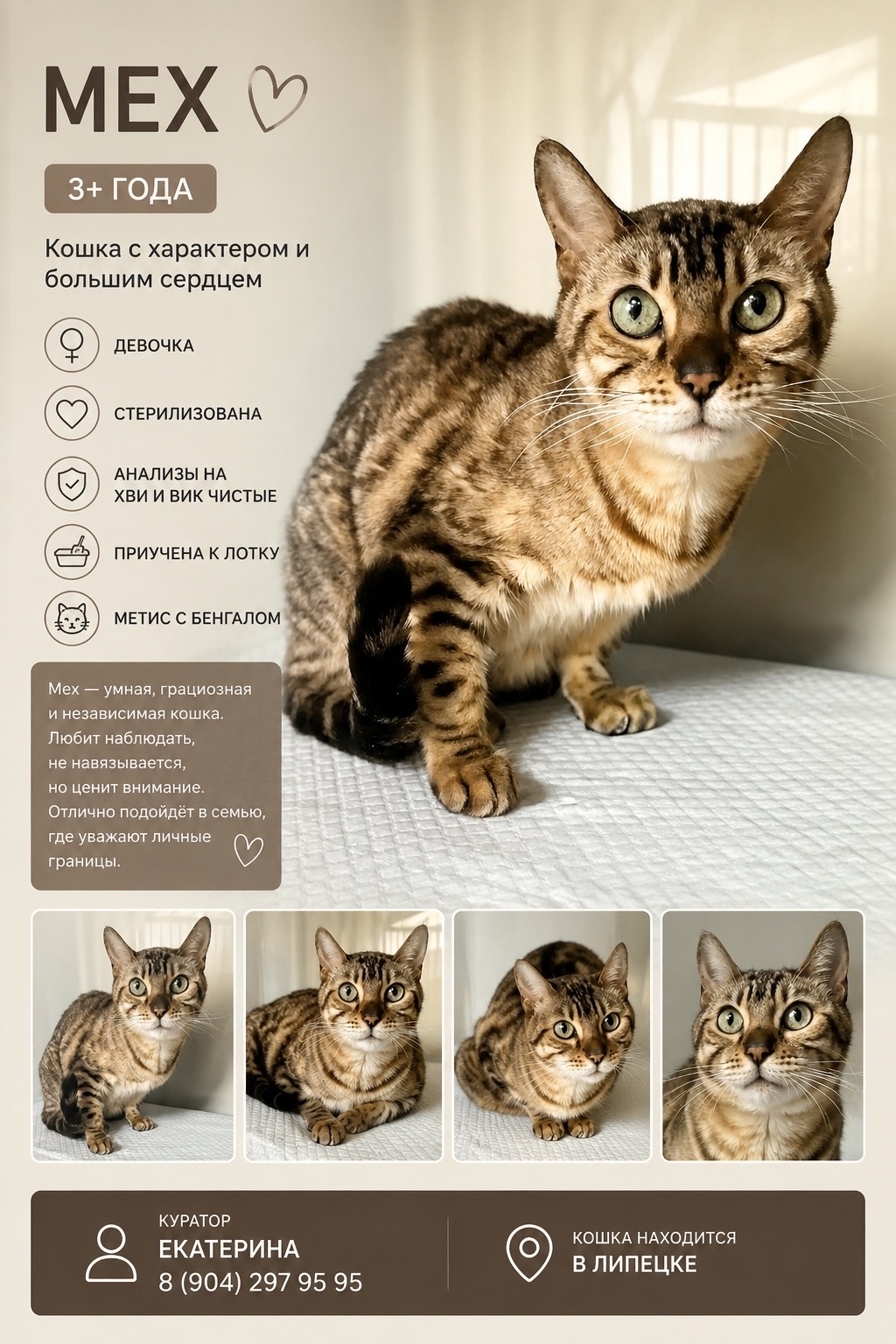 The grace of a panther and the soul of a dog: a red-haired beauty with a marbled coat is looking for a home. - cat, In good hands, Moscow, Saint Petersburg, Voronezh, Lipetsk, Telegram (link), Longpost