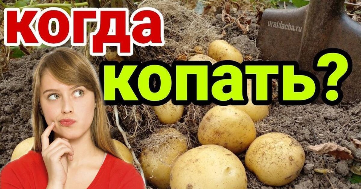 I'll tell you when I put potatoes away for storage. How to tell when they're ripe. - My, Gardening, Garden, Garden, Dacha, House, Potato, Harvest, Plant growing, Land plot, Vegetables, Growing, Video, Rutube