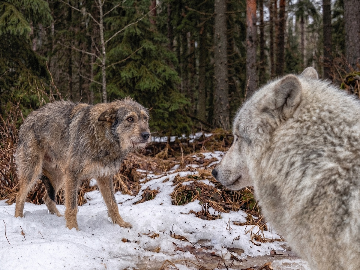 5 Unique Features of Wolves That Make Them Stronger Than Dogs - Wolf, Predatory animals, Mammals, Animals, Wild animals, Dog, Zen, Yandex Zen, Yandex Zen (link), Longpost