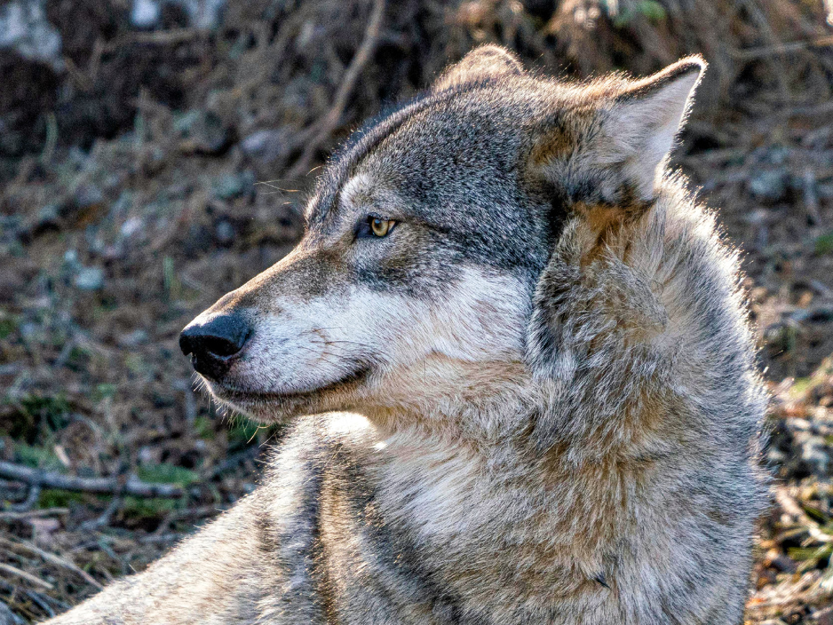 Continuation of the post 5 Unique Features of Wolves That Make Them Stronger Than Dogs - Wolf, Predatory animals, Mammals, Animals, Wild animals, Dog, Zen, Yandex Zen, Yandex Zen (link), Reply to post, Longpost